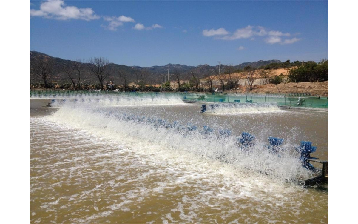 ĐBSCL: Xuất khẩu t&ocirc;m v&agrave;o thị trường ch&acirc;u &Acirc;u tăng mạnh